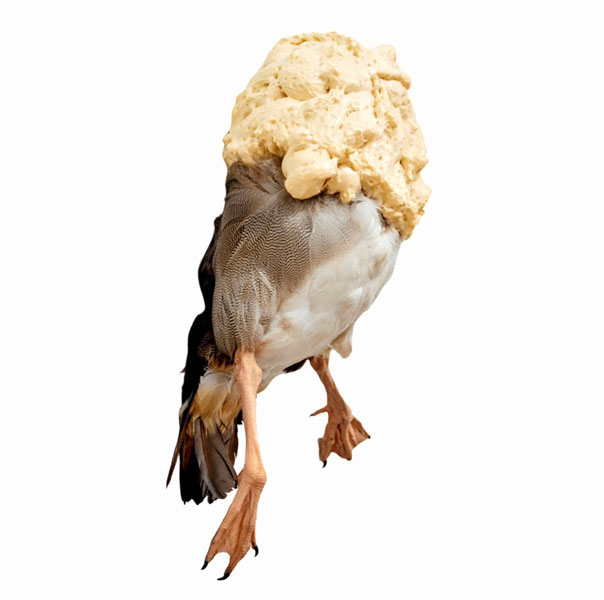 Ruhan Janse Van Vuuren Artwork